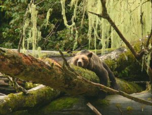 grizzly bear photo, Knight Inlet Lodge