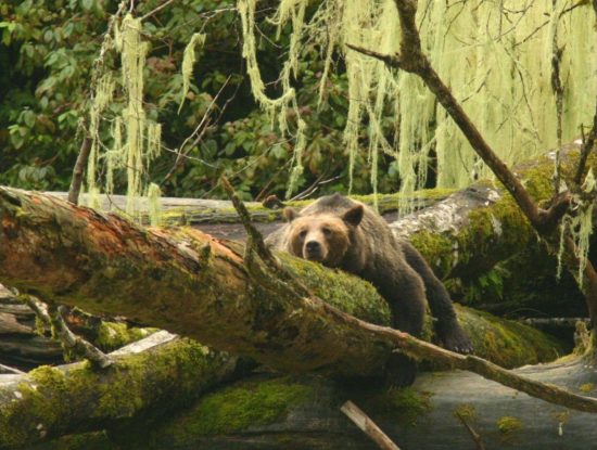 grizzly bear photo, Knight Inlet Lodge