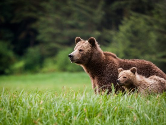 grizzly bear viewing , Great Bear Rainforest