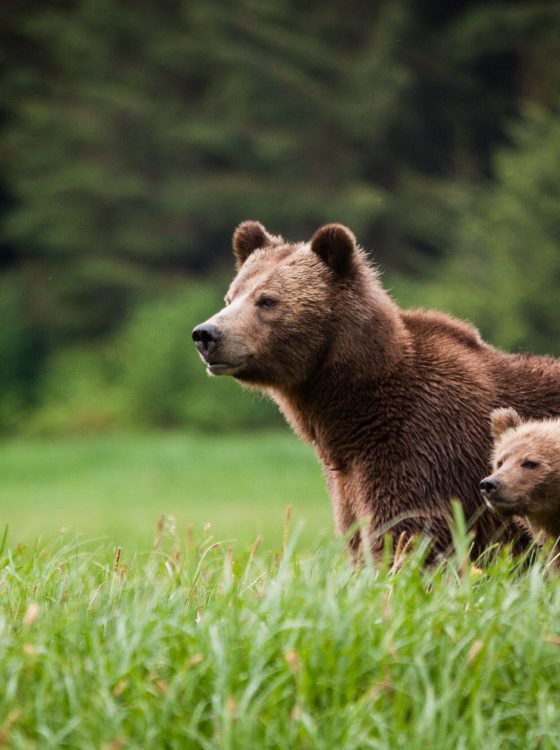 grizzly bear viewing , Great Bear Rainforest