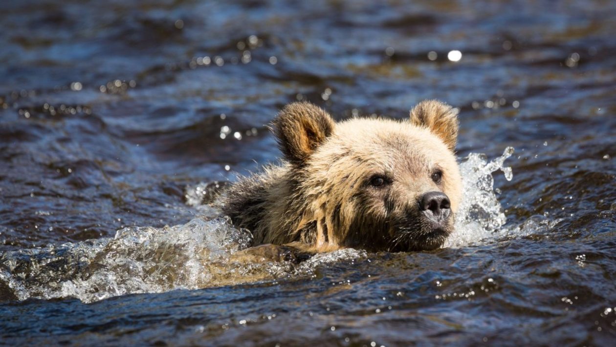 grizzly bear cub swimming