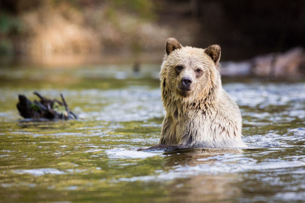 grizzly bear in water