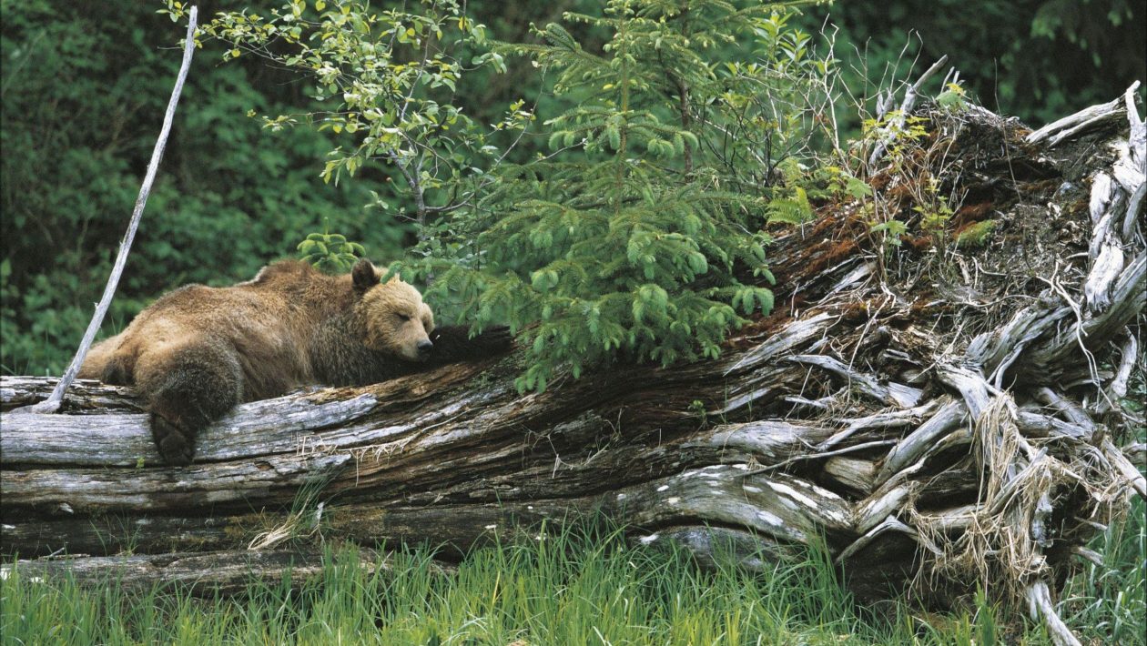 grizzly bear, Knight Inlet Lodge