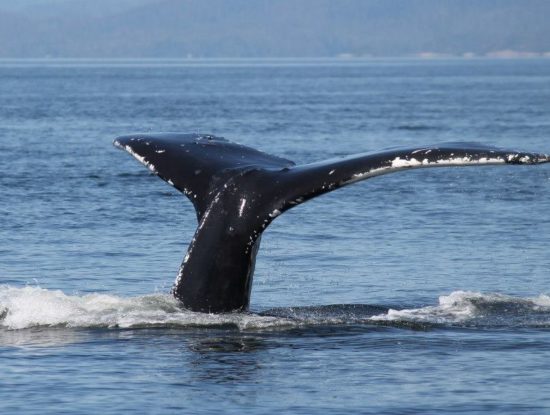 Whale, Knight Inlet Lodge