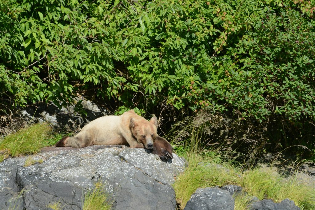 sleeping grizzly bear, great bear rainforest