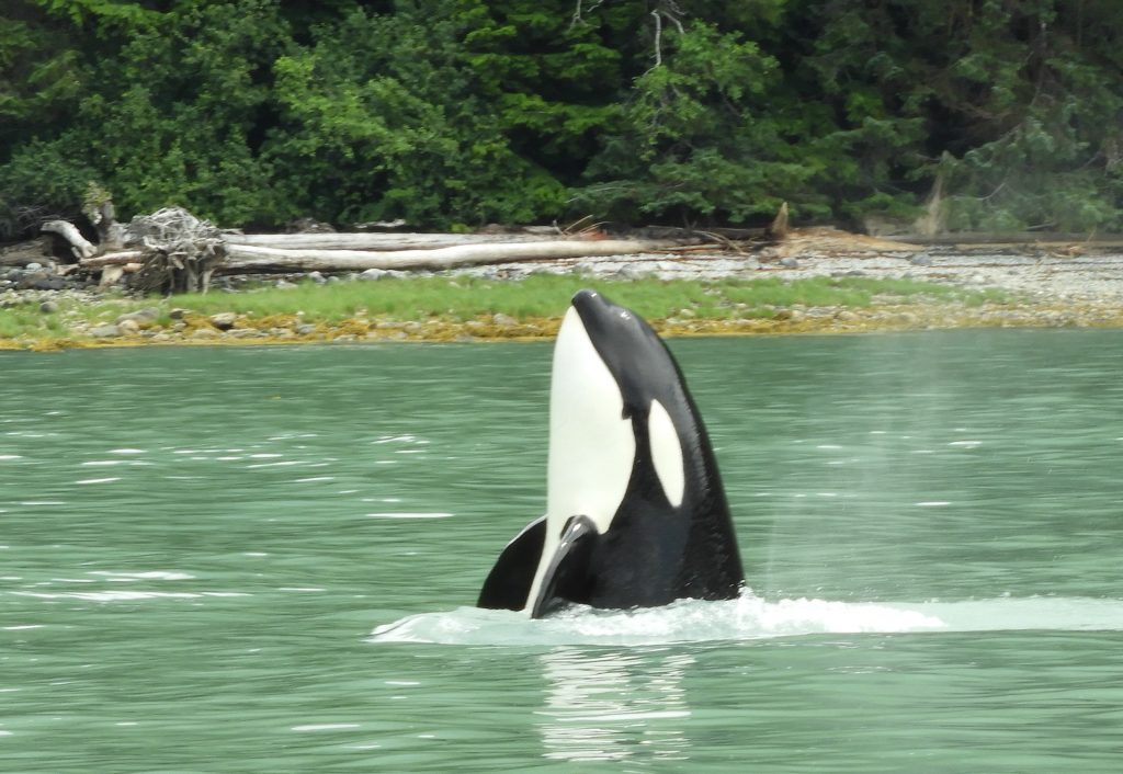 Orca whale watching tour