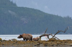 grizzly bear on shoreline at Knight Inlet Lodge