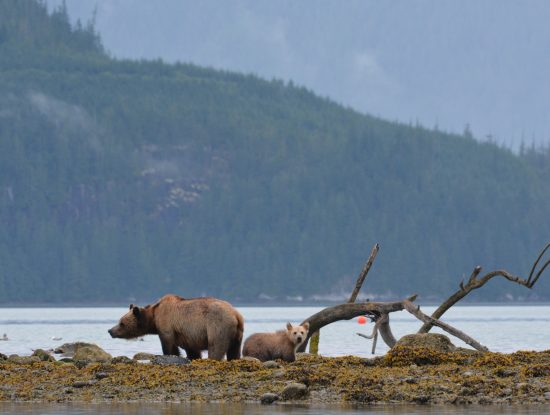 grizzly bear on shoreline at Knight Inlet Lodge