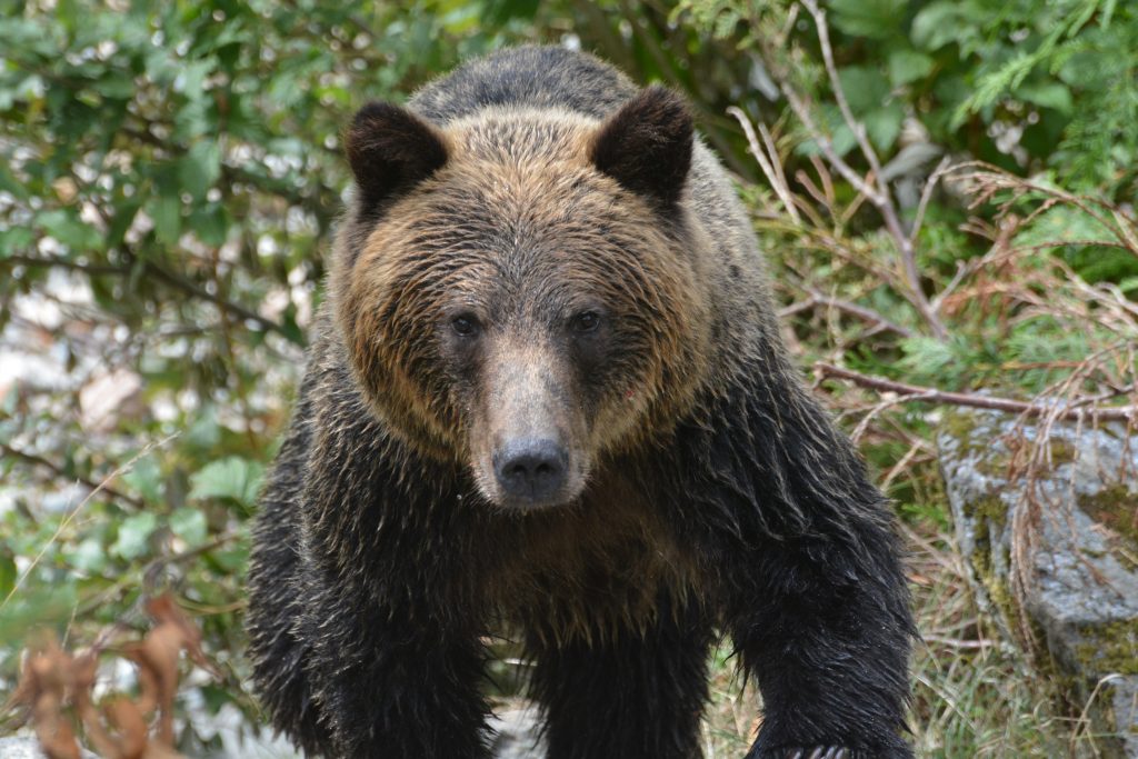 grizzly bear, Knight Inlet Lodge