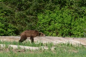 sleeping grizzly bear Knight Inlet Lodge