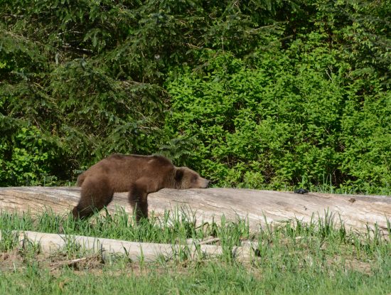 sleeping grizzly bear Knight Inlet Lodge
