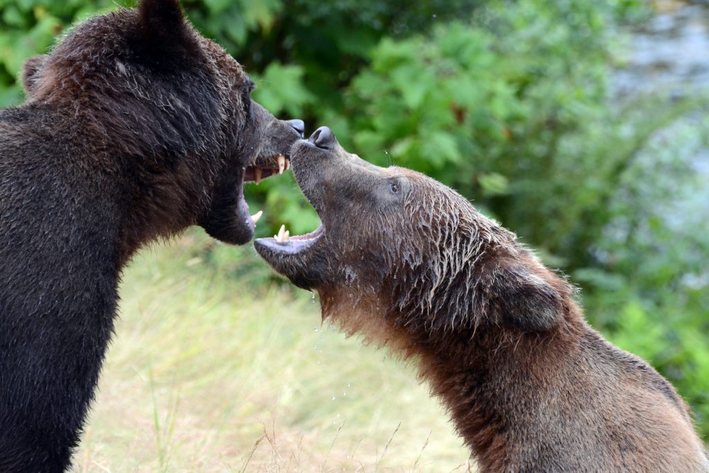 grizzly bears