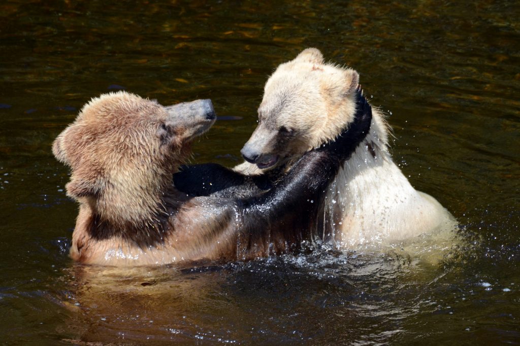 grizzly bear watching