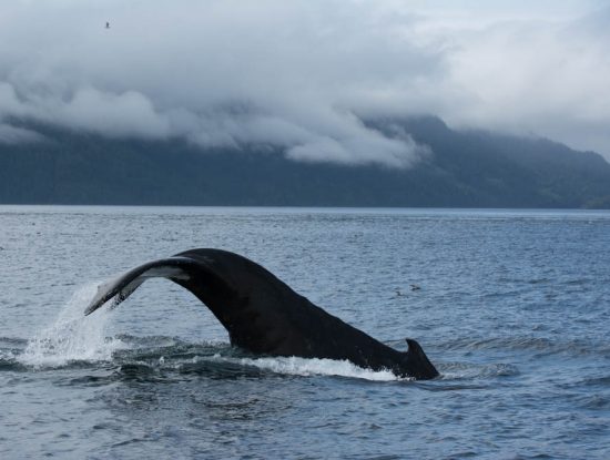 Humpback whale watching tour photo