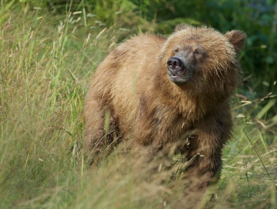 grizzly bears of Knight Inlet Lodge