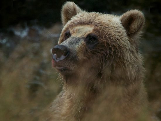 Knight Inlet grizzly bear