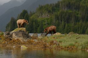grizzly bear tour Knight Inlet Lodge