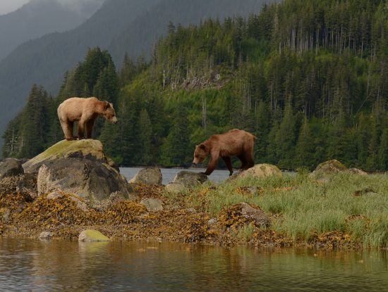 grizzly bear tour Knight Inlet Lodge