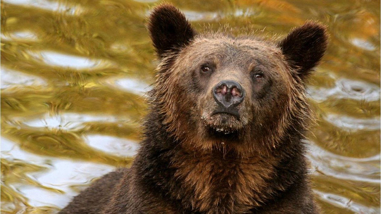 grizzly bear Knight Inlet Lodge