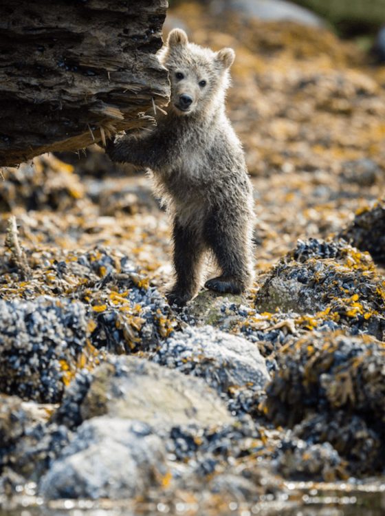 grizzly bear cub, Knight Inlet Lodge