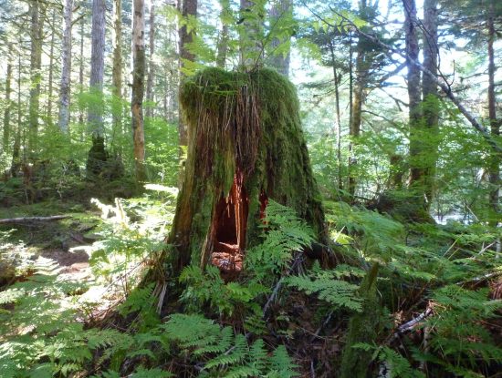 Knight Inlet Lodge walking tour