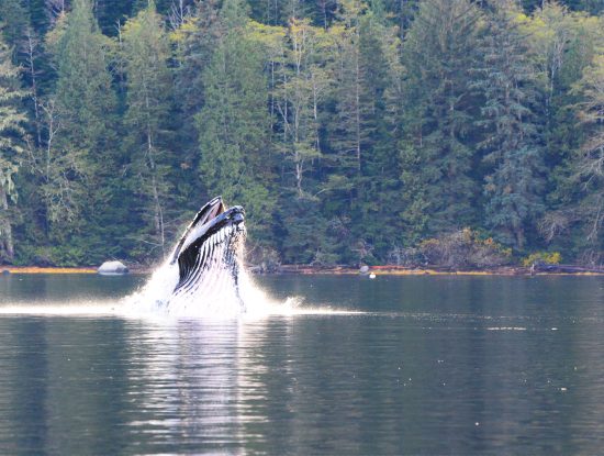 whale watching Knight Inlet Lodge