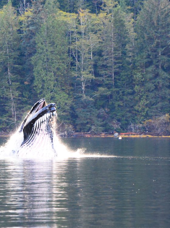 whale watching Knight Inlet Lodge