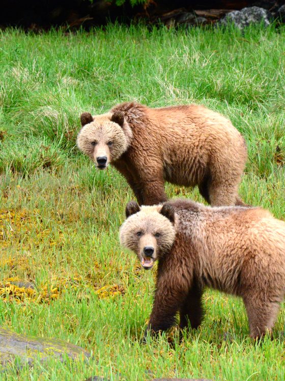 Grizzly bear viewing in British Columbia