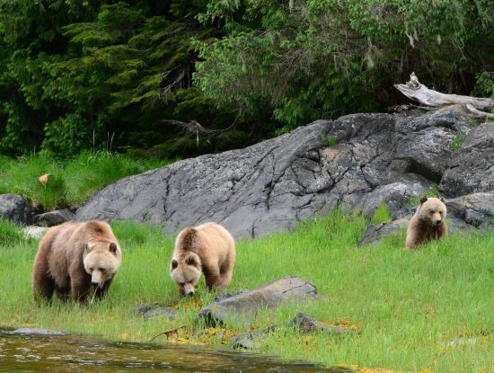 Female grizzly bear with cubs