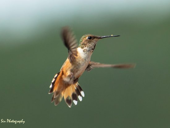 hummingbird