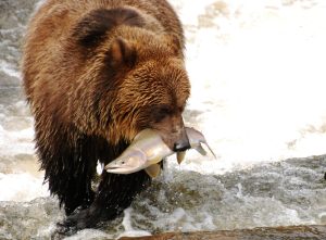 Grizzly bear feeding on salmon