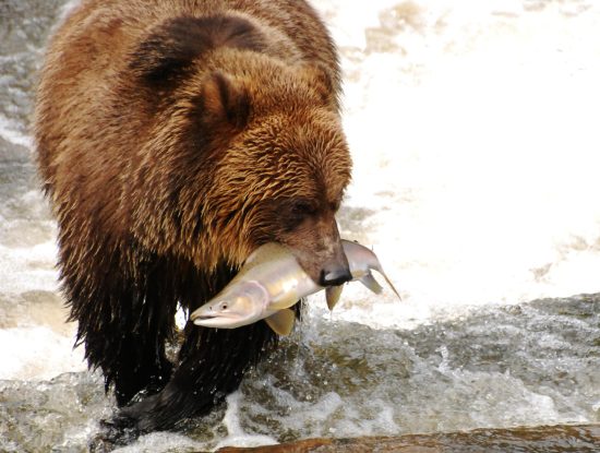 Grizzly bear feeding on salmon