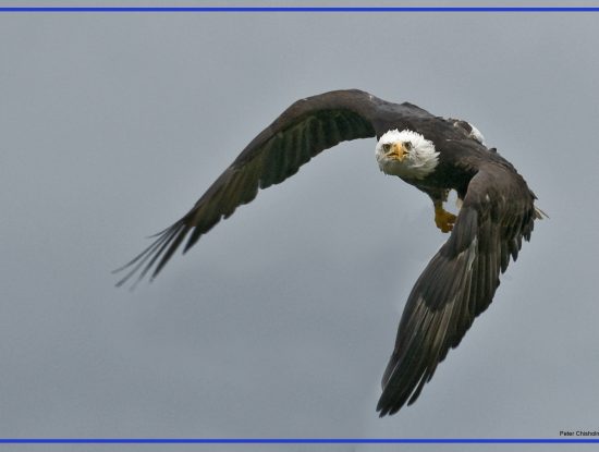 eagle