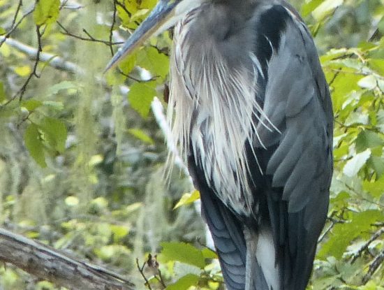 Heron