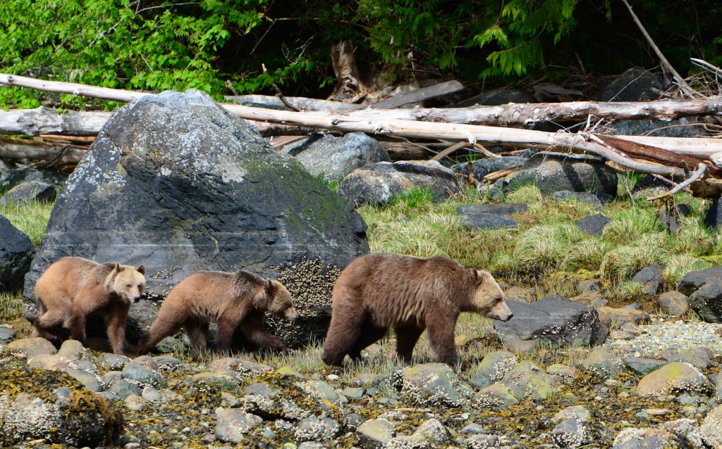 Grizzly bear and cubs