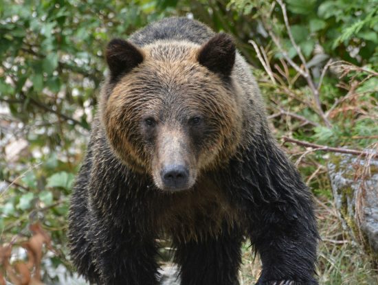 grizzly bear
