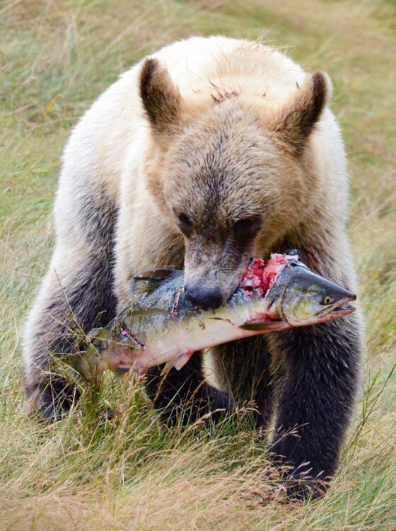 Bear and Salmon