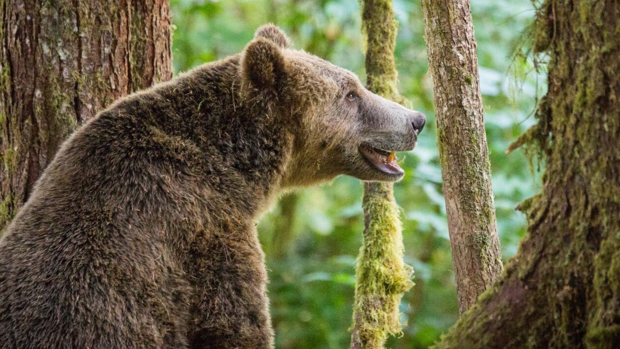 grizzly bear refuge tour