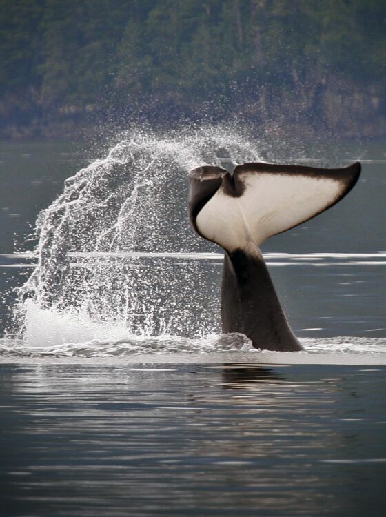 Orca Tail Slap