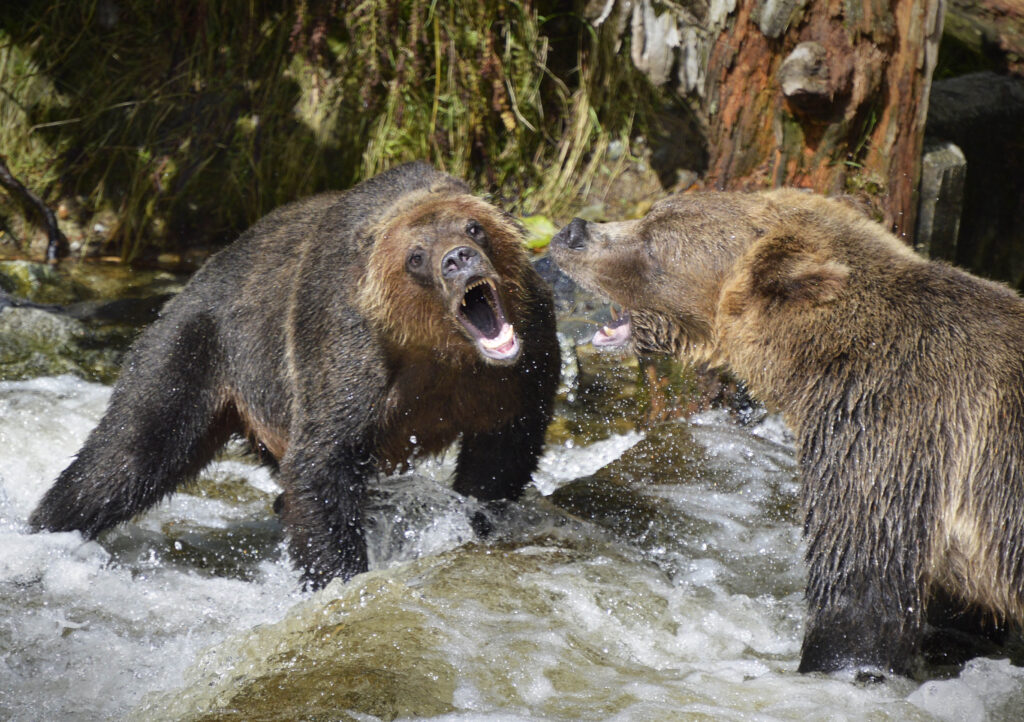 Bear teeth