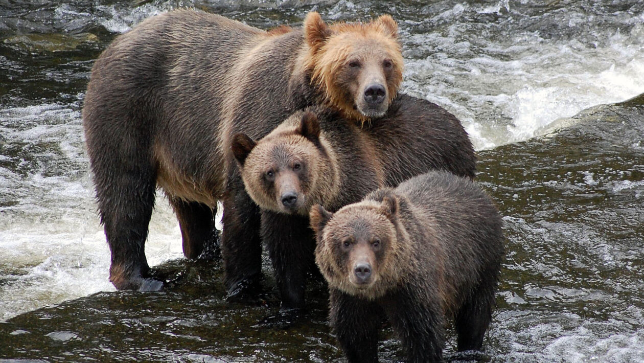 Mama Bear with Cubs