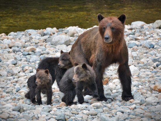 Grizzly Bear with cubs