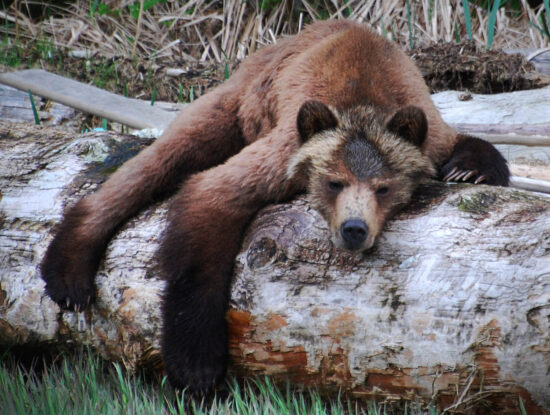 Bear Sleeping