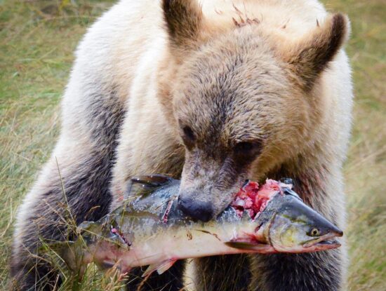 Bear feeding on Salmon