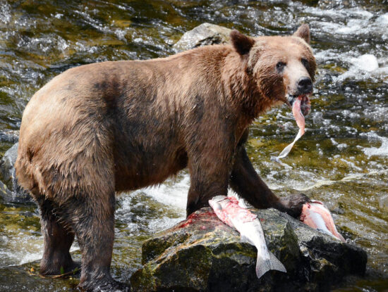 Salmon Feeding Bear