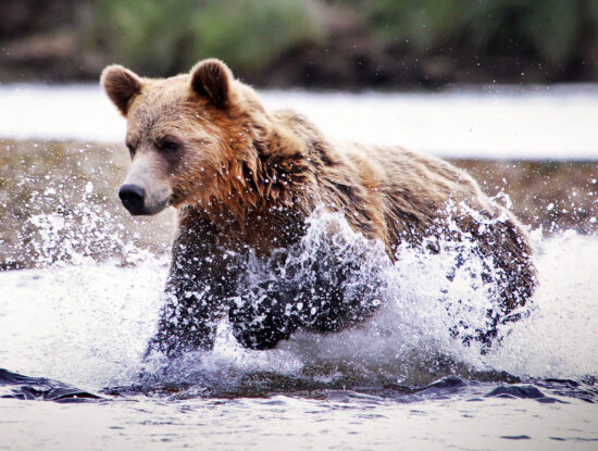 Bear Splashing in the water