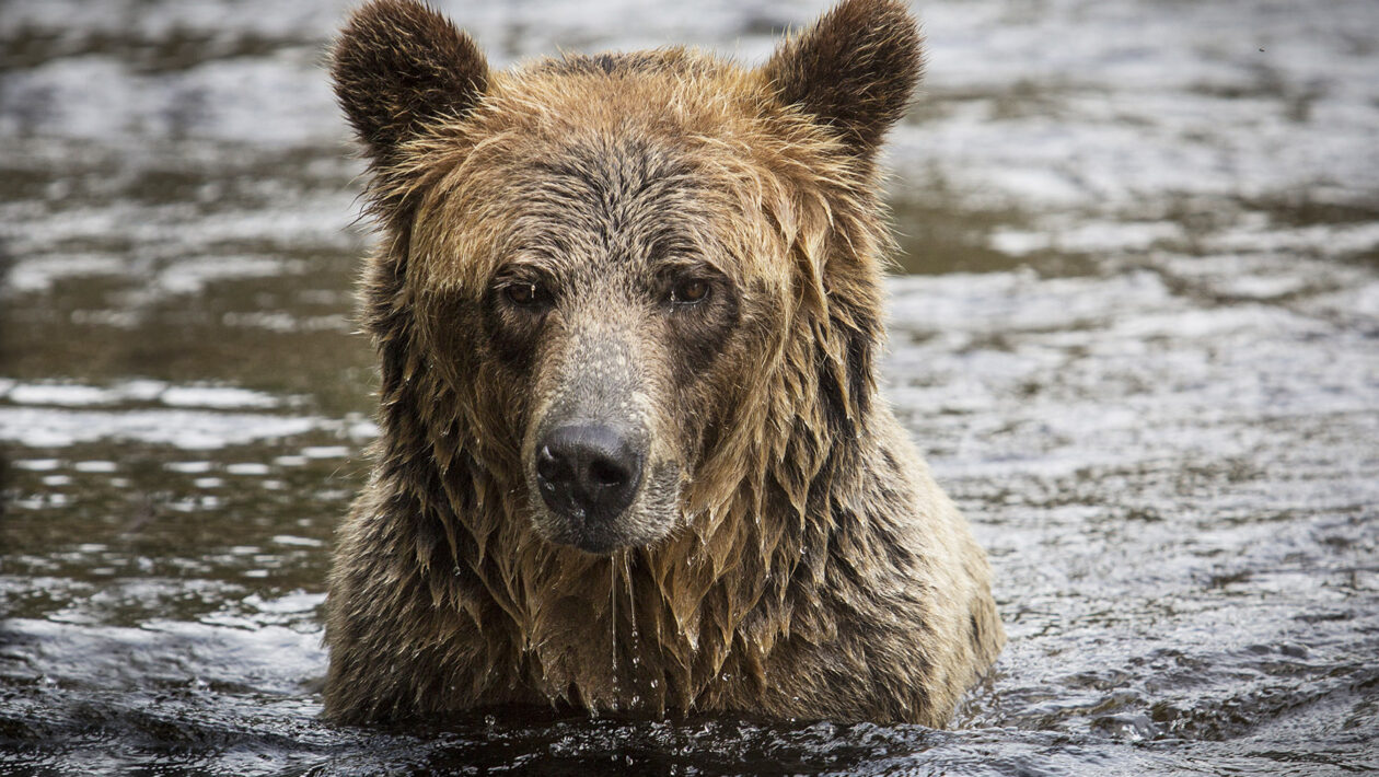 Bear in the water