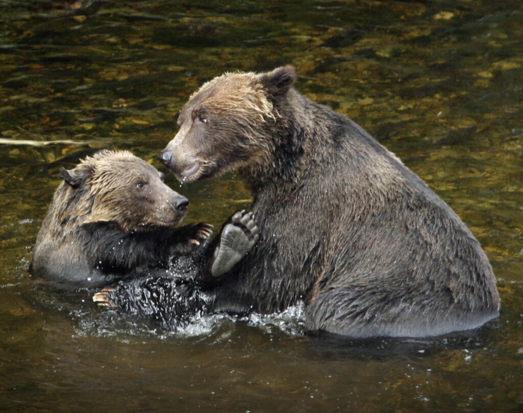 Bears in the water