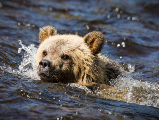 Swimming Bear Cub