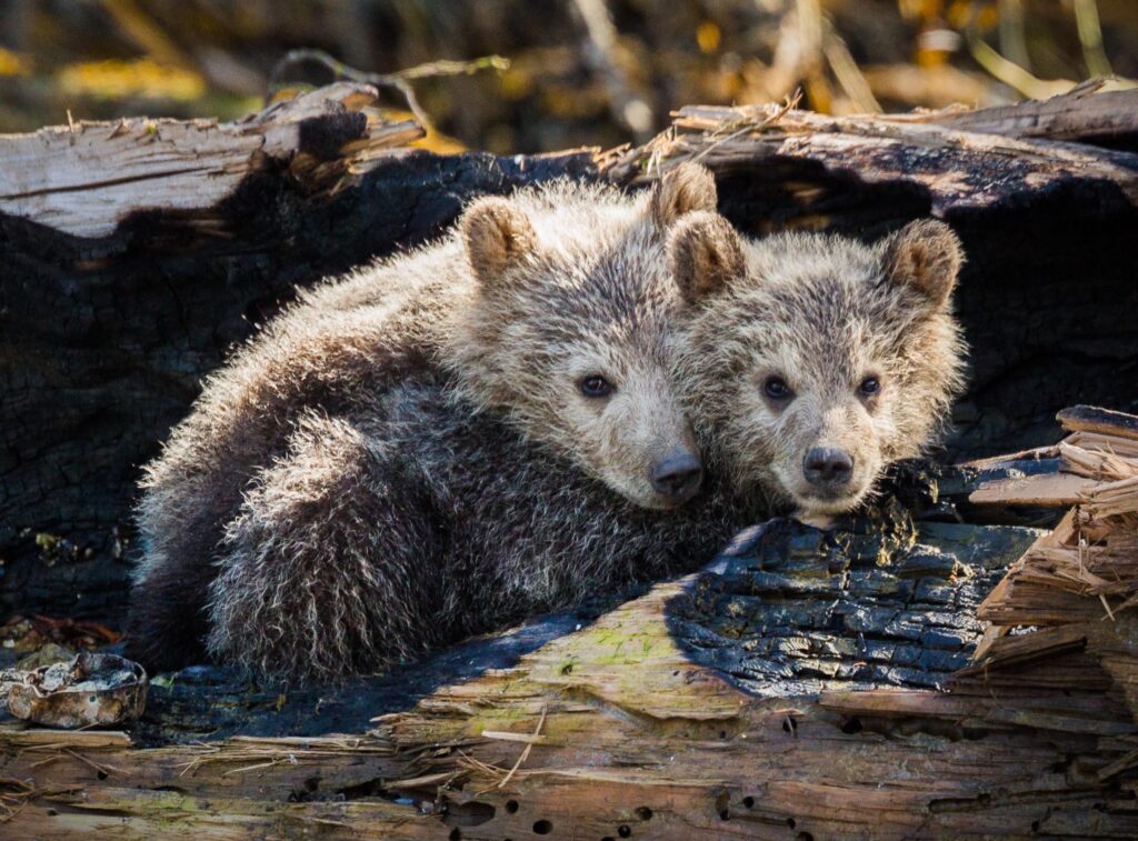 Grizzly bears, wildlife tours, located in the Great Bear Rainforest